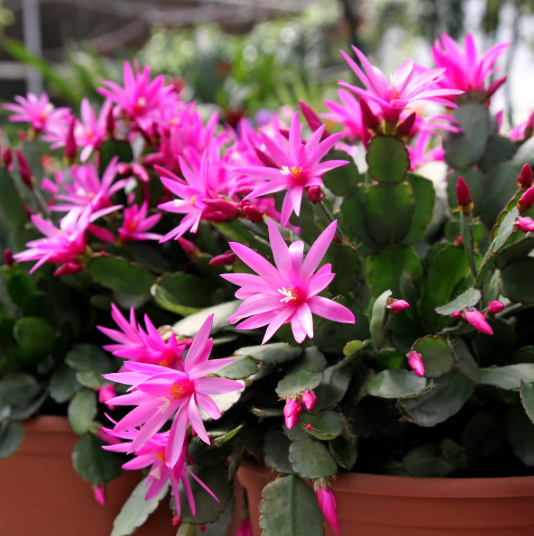 Random Easter Cactus Plant Live for Planting, Spring Blooming Flowering Succulent Plant for Indoor Houseplant in 2 Inch Pot (Red or Pink)