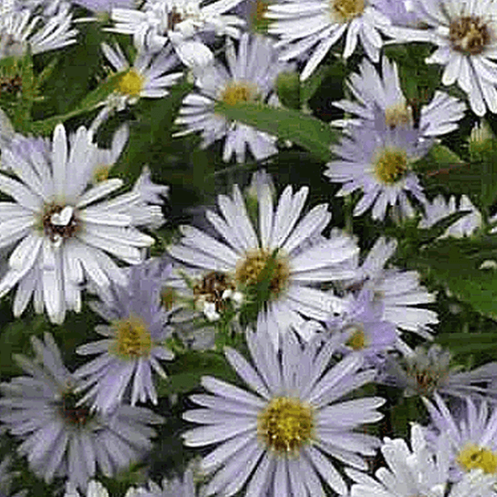 Everwilde Farms - 1 oz Swamp Aster Native Wildflower Seeds - Gold Vault Bulk Seed Packet