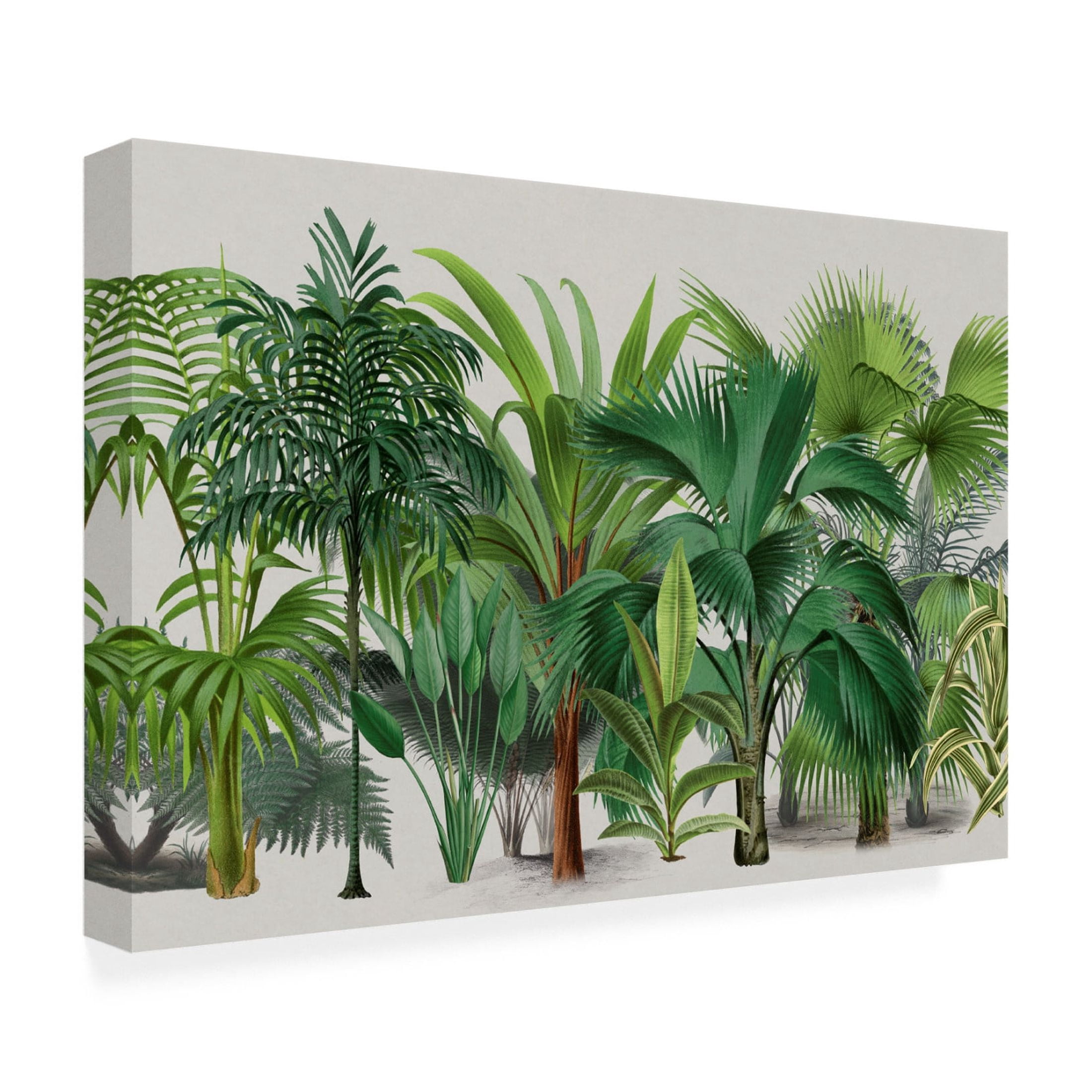 Trademark Fine Art Andrea Haase Exotic Wildlife 004 Canvas Wall Art