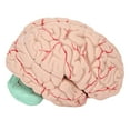 thumbnail image 2 of Human Brain Model,Human Brain Model Professionals Brain Model Classroom Brain Model Power Packed Performance, 2 of 8