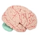 thumbnail image 1 of Modelo de cerebro de estudio, modelo de cerebro humano profesionales modelo de anatomía del cerebro modelo de cerebro de enseñanza multifuncional, 1 of 8