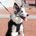thumbnail image 3 of Puppia Dotty Harness A, Large, Black, 3 of 3