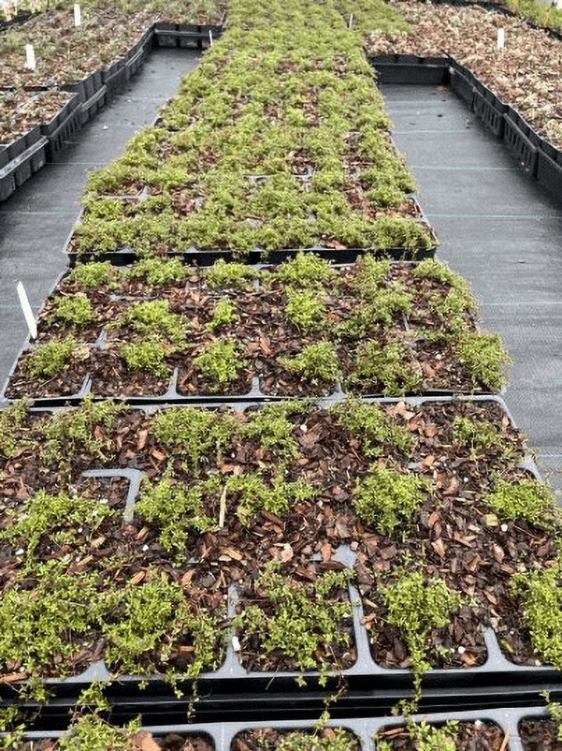 5 Red Creeping Thyme- Thyme Coccineus- One Plant Per 3.5" Pot