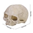 thumbnail image 4 of Skull Statue Skull Statue, Skull Statue Decor, Highly Simulated Elegant Fish  For Aquarium, 4 of 8