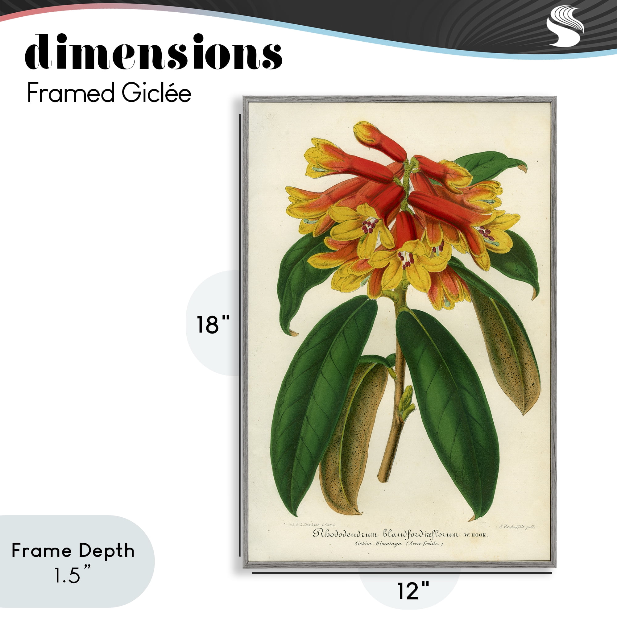 Stupell Industries Orange Yellow Rhododendron Gray Framed Giclee Art, design by Print Collection