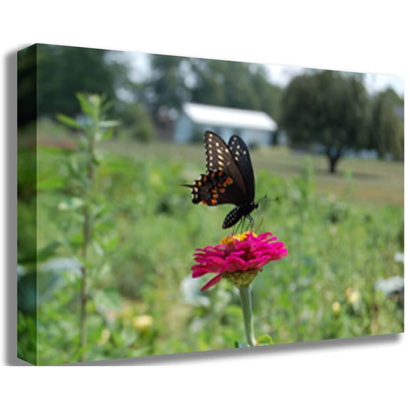 Baker Butterfly Canvas Print