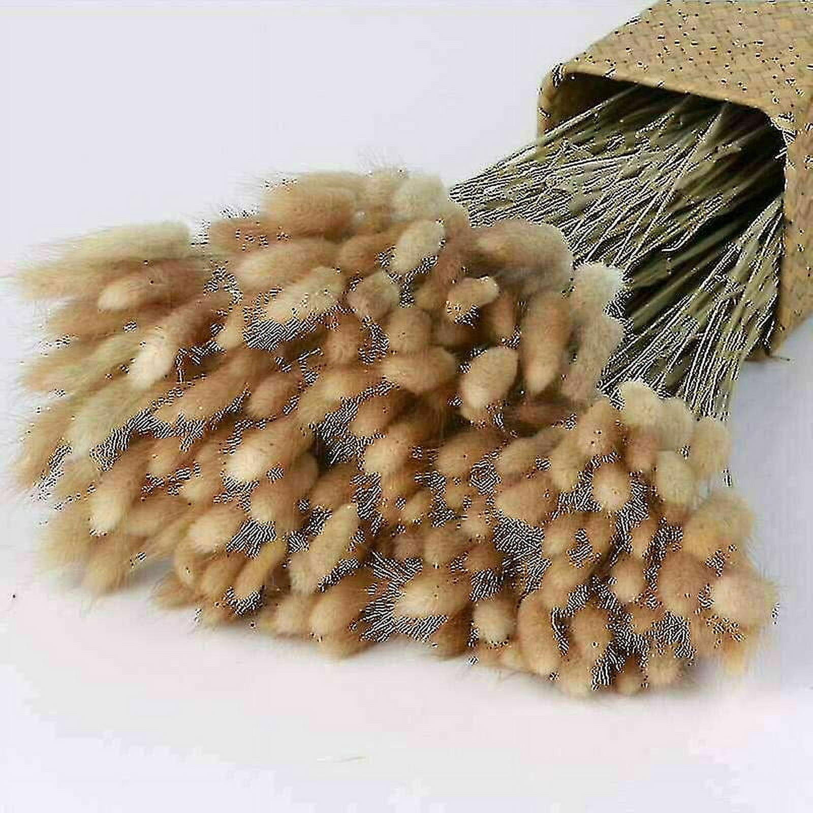 Lot de 50 queues de lapin séchées naturelles - Bouquet de fleurs séchées - Queue de lapin séchée - Herbe de la pampa - Décoration d'intérieur - 50 cm - Orange