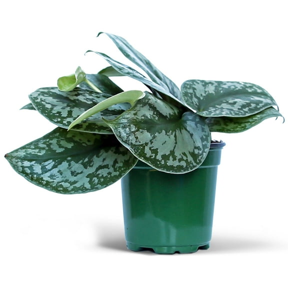 BLOSSOM BOOM GARDEN CENTER Scindapsus Pictus Exotica Live Plants in 4 in Pot, Fully Rooted