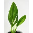 thumbnail image 5 of Bumble Plants Monstera Standleyana Albo Variegata Live Plant in 4" Nursery Pot, 5 of 7