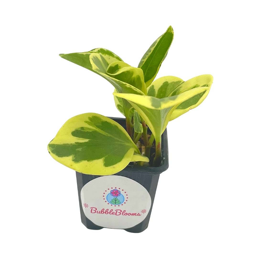 Variegated Spoonleaf Peperomia magnoliifolia (Jacq.) A. Dietr.Show