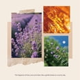 thumbnail image 3 of Lavender Reed Diffuser Set - Relaxing Aromatherapy Gift, Water-Based Long Lasting Scent for Bedroom, Spa and Sleep Support, 3 of 7
