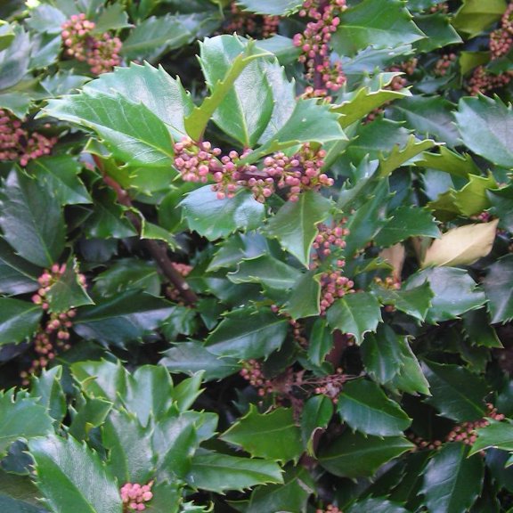 Blue Prince Holly–Evergreen Shrub–Pollinator Friendly 3 Gallon