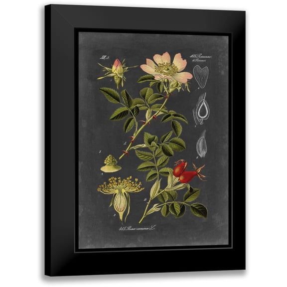 Vision Studio 11x14 Black Modern Framed Museum Art Print Titled - Midnight Botanical I