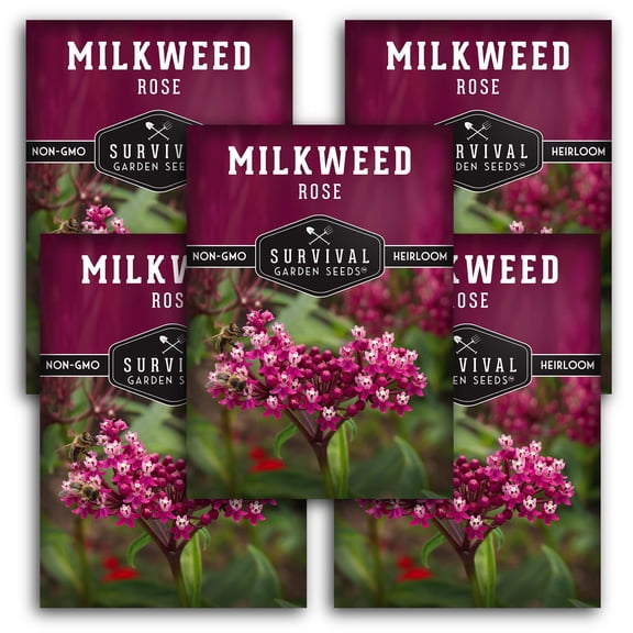 Rose Milkweed Seeds - Full Sun Perennial Flower (5 Pack)