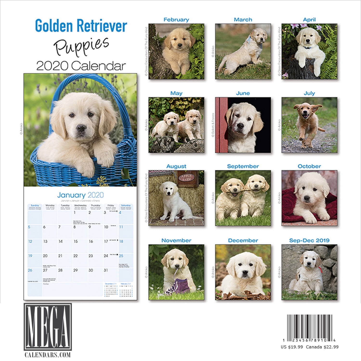 Recklessly: Golden Retriever Puppy Calendar 2020