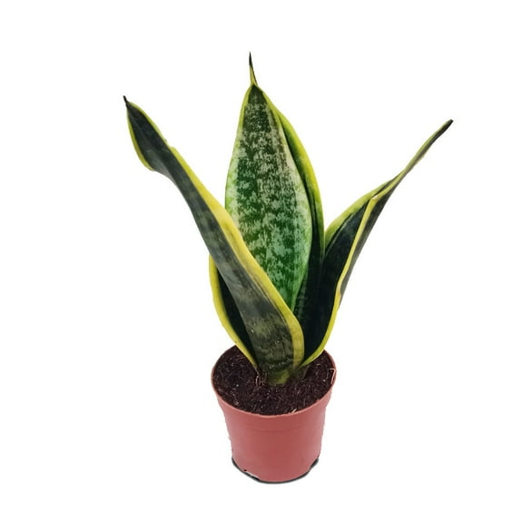 Laurentii Snake Plant - Sansevieria - Impossible to kill! - 4" Pot