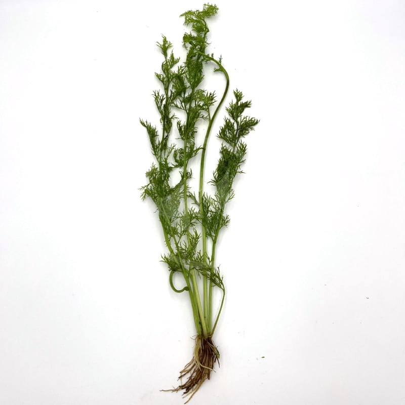 Axolotl Live Plants Bundle (10 Plants)