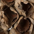 thumbnail image 2 of Vickerman 10-12" Natural Giant Seed Pod Segment - small, 1 piece, Dried, 2 of 5