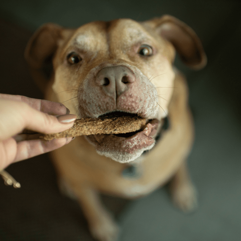 Slow-Roasted Salmon Jerky Dog Treats photo 3