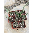 thumbnail image 6 of Ruschia Uncinata 'Doringvygie' Succulent Live Plant 2 Inch for Indoor Outdoor Home Office Garden Decor, 6 of 6