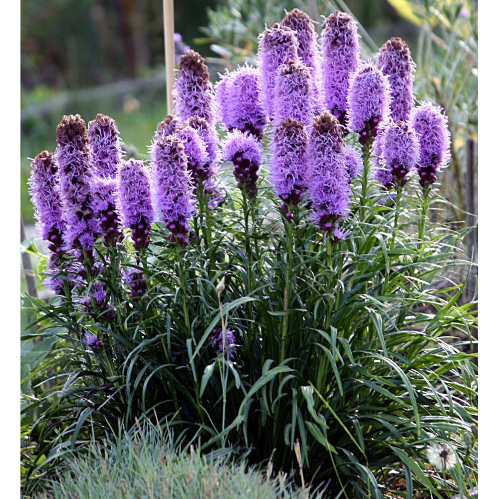 Gay Feather Liatris Spicata Hardy Perennial Plant 4" Pot