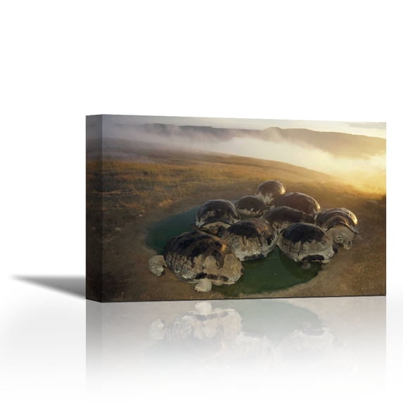 Galapagos Giant Tortoise in wallow on caldera rim, Alcedo Volcano, Galapagos - Contemporary Fine Art Giclee on Canvas Gallery Wrap - wall décor - Art painting - 36 x 23 Inch - Ready to Hang