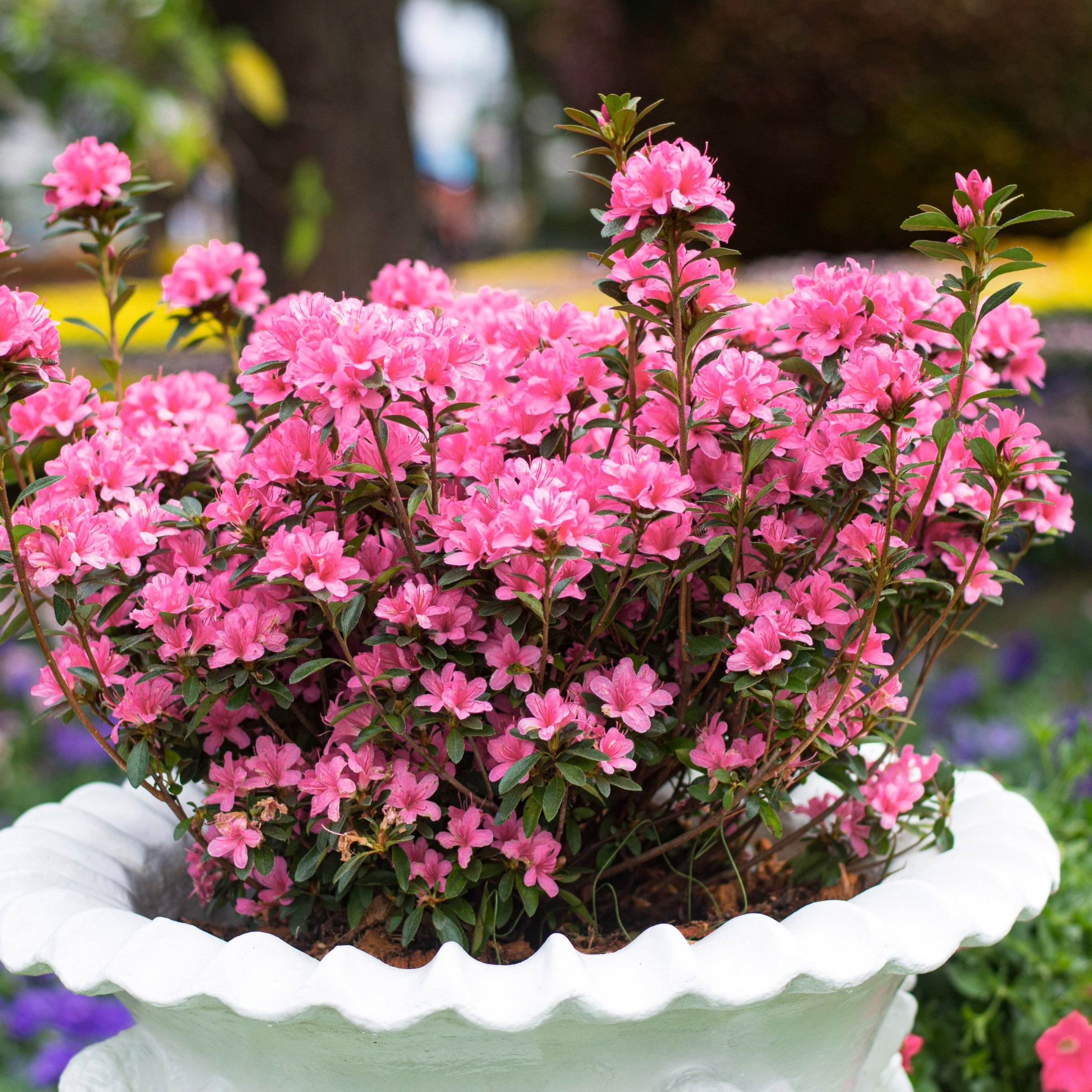Live Shrub 3 gal Azalea 'Pink Ruffles' with Partial Sunlight