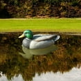 thumbnail image 6 of Floating Decoy Duck Decoy Drake with Weighted Floating Keel for Fishing 31x15x15cm, 6 of 7