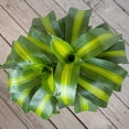 thumbnail image 6 of United Nursery Live Mass Cane Plant 2 Stems 28-34 inches Tall in 10 inch Grower Pot, 6 of 16