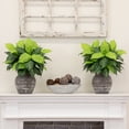 thumbnail image 4 of Nearly Natural 19in. Artificial Dieffenbachia Plant - Set of 6, 4 of 6