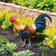 thumbnail image 2 of 2 Piezas de Estacas Acrílicas Coloridas para Césped de Gallo, Estatuas de Pollo para Jardín de Granja Al Aire Libre, Decoración Artística para Patio, Estaca de Gallo, 2 of 10