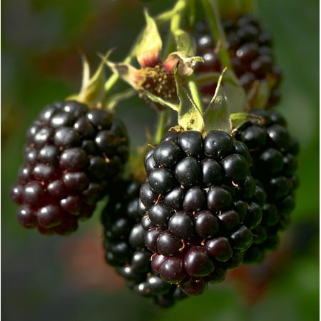 Peel-n-Stick Poster of Fruit Blackberry Bush Berries Rubus Sectio Rubus Poster 24x16 Adhesive Sticker Poster