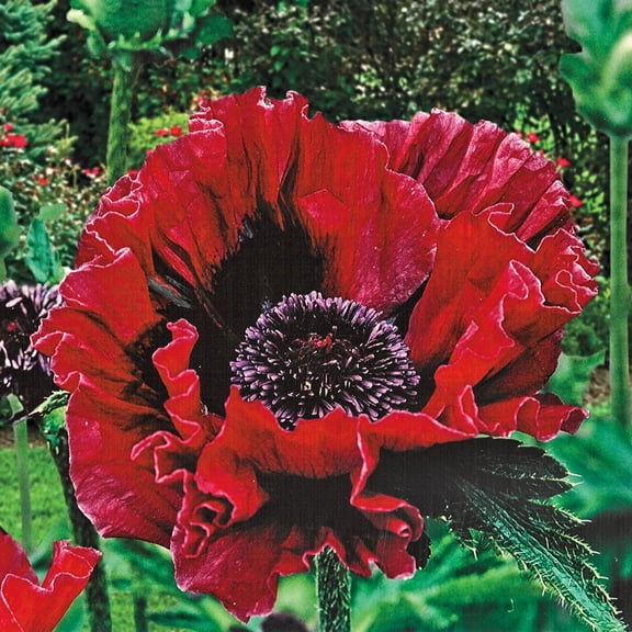 Harlem Oriental Poppy Dormant Bare Root Perennial Plants, 3-Pack