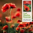 thumbnail image 3 of Oriental Poppy for Planting - 5 Pack - Non-GMO Heirloom Full Sun Annual Flower, 3 of 8