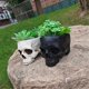 thumbnail image 5 of Outdoor Garden Halloween Skull Decorations: Gothic Style Succulent Flower Pot for Home Decor, 5 of 5
