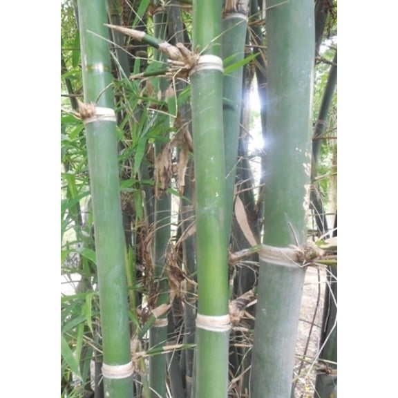 25 Tulda Indian Bengal Timber Bamboo Seeds – Fast-Growing Bamboo for Privacy Screens & Tropical Landscaping – Outdoor Garden & Large Pots