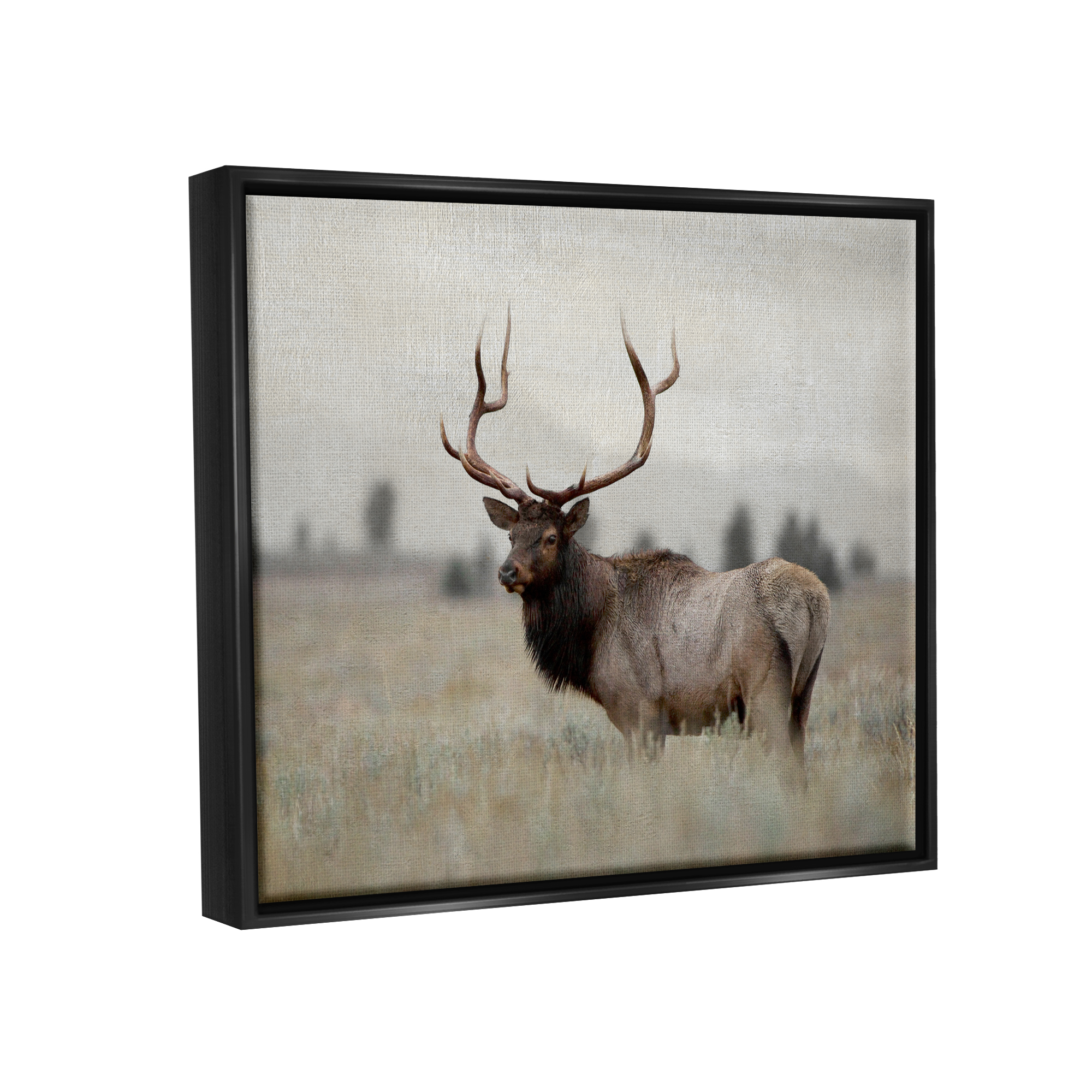 Stupell Industries Tranquil Elk Deer Grazing Rural Farmland Field Photograph Jet Black Floating Framed Canvas Print Wall Art, Design by Danita Delimont