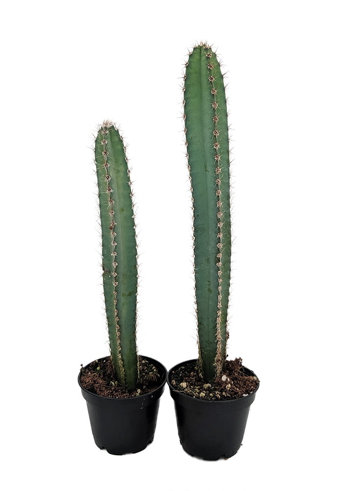 Candlestick Cactus Cereus forbesii 2 Pack 3" Pots Beautiful