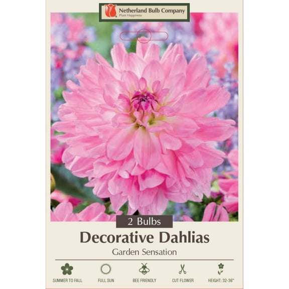 Garden Sensation Dahlia - Decorative Flower - 2 bulbs
