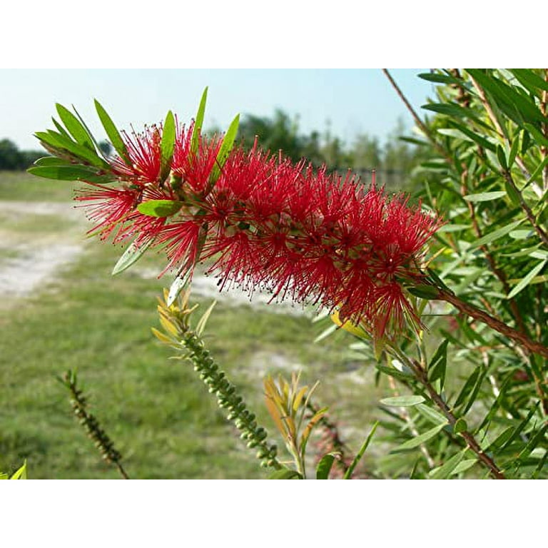 Red Cluster Bottlebrush