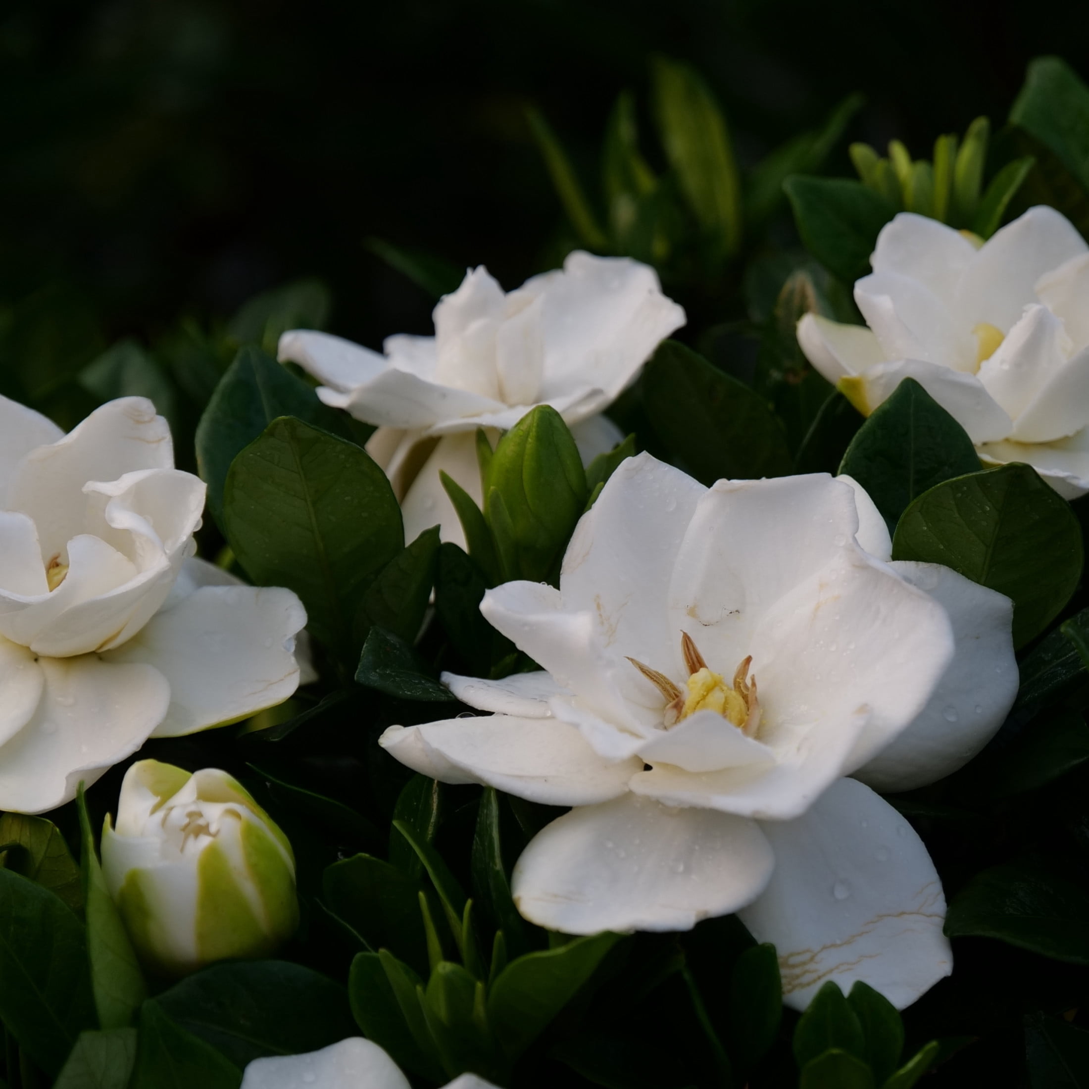Proven Winners ColorChoice 5" White Steady as She Goes Gardenia Live Plant in 4.5" Pot (4 Count)