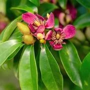 National Plant Network 3 gal. Magnolia Stellar Ruby