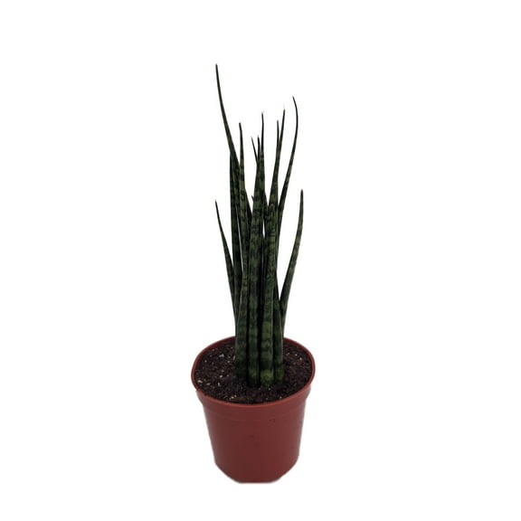 Fernwood Mikado Snake Plant - Sanseveria - Almost Impossible to kill - 2.5" Pot