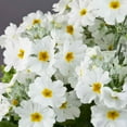 thumbnail image 2 of Outsidepride Fairy Primrose White - 2000 Seeds, 2 of 2