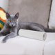 thumbnail image 3 of Cinta protectora contra arañazos para gatos, cinta adhesiva de entrenamiento para gatos, cinta antiarañazos para gatos, Protector transparente para muebles, Protector de sofá, 3 of 6