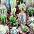 thumbnail image 2 of Outsidepride Succulent Cactus Flower Seed Mix - 2000 seeds, 2 of 8