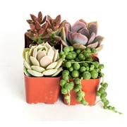 Good JuJu Succulent Collection (Four Pack of 2" Succulents) PLUS FREE GIFT by Home Botanicals