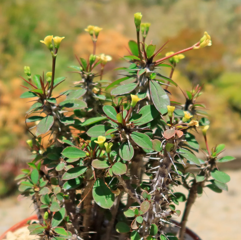 Hardy Crown of Thorn Live Plant, Yellow Euphorbia Milii Tree, Indoor Outdoor Décor Succulent Cactus, 4 to 6 Inch Tall, Ship No Pot