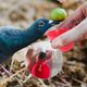 thumbnail image 2 of Automatic Bird Coop Poultry Chicken Fowl Drinker Water Drinking Cups - 24pcs, 2 of 5
