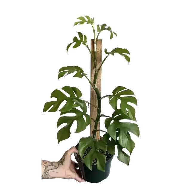 ⭐ GARDENERA Premium Mini Monstera Potting Mix - Hand-crafted with Optimal Nutrients for Healthy Growth by Gardenera - 1 Quart